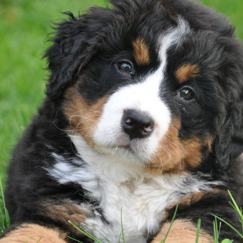 I benefici della Moringa per i Cani