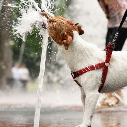 Rinfrescare il Cane in Estate: Consigli Utili e Sicuri