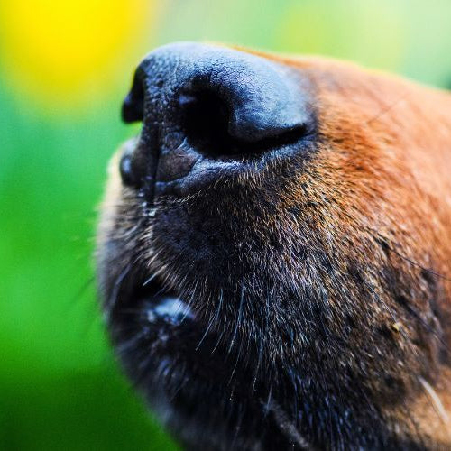 Naso screpolato del cane: rimedi che funzionano e quando preoccuparsi