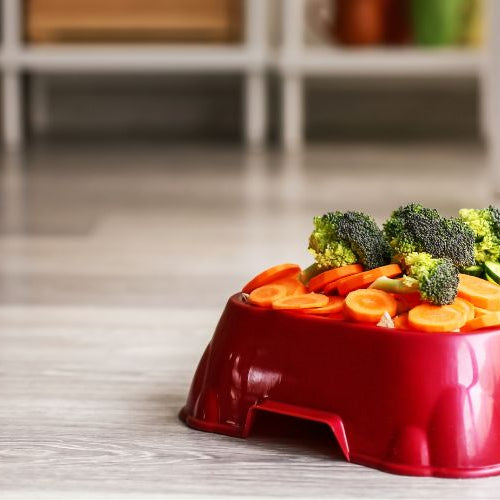 Dieta Casalinga Cane: ricette nutrienti e integratori consigliati