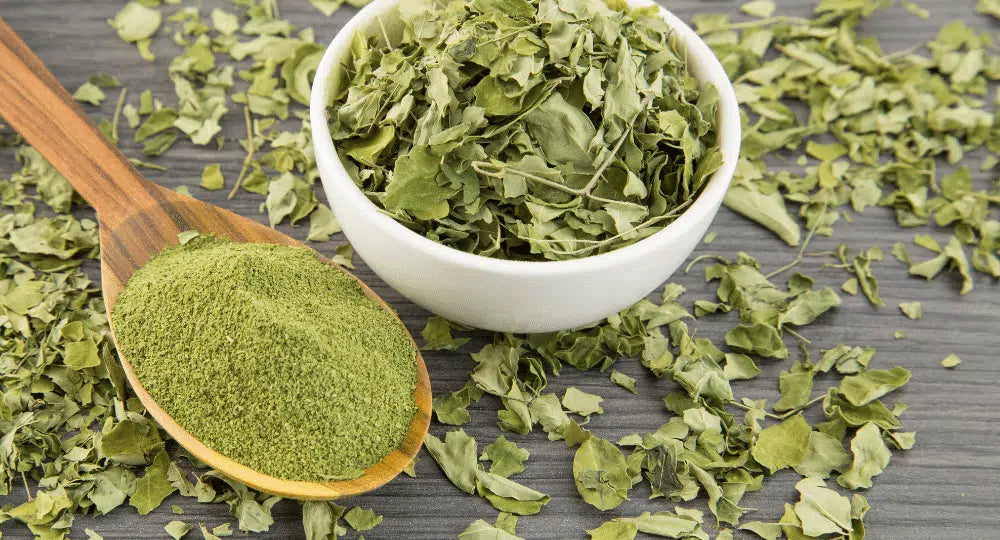 Le migliori piante officinali per il tuo benessere nel 2022