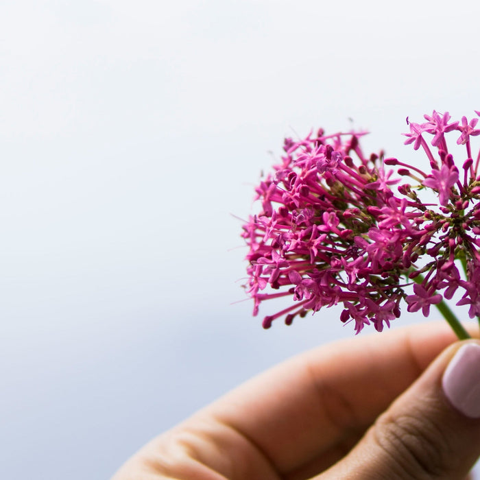 Valeriana per dormire: benefici e controindicazioni da conoscere per un riposo naturale