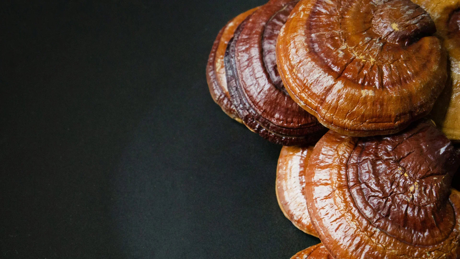Reishi: cos'e, proprieta e benefici del fungo dell'immortalita