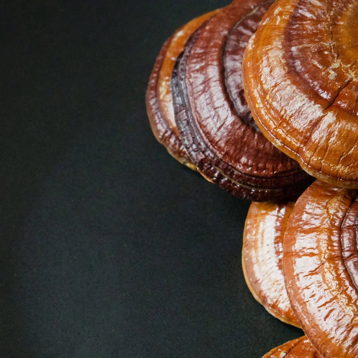 Reishi: cos'e, proprieta e benefici del fungo dell'immortalita