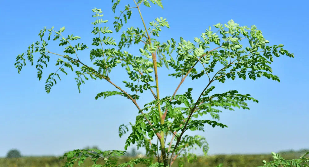 Moringa oleifera: un albero che arriva fino a 9 metri e racchiude benessere
