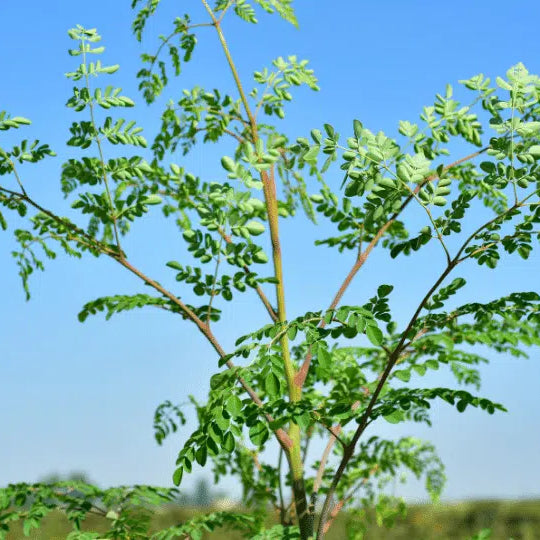 Moringa oleifera: un albero che arriva fino a 9 metri e racchiude benessere