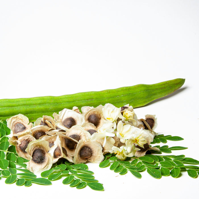 A cosa servono i semi di Moringa e quali sono i loro benefici?
