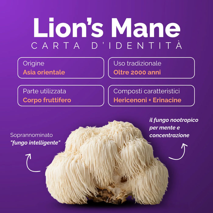 Carta d’identità del Lion’s Mane: corpo fruttifero, hericenoni ed erinacine